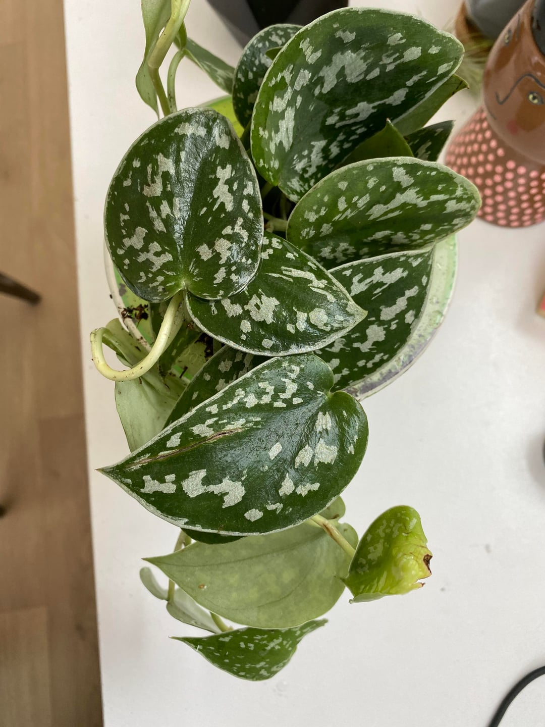 Rare Silver Stain Pothos | Satin Pothos Variety | Trailing Indoor Plant