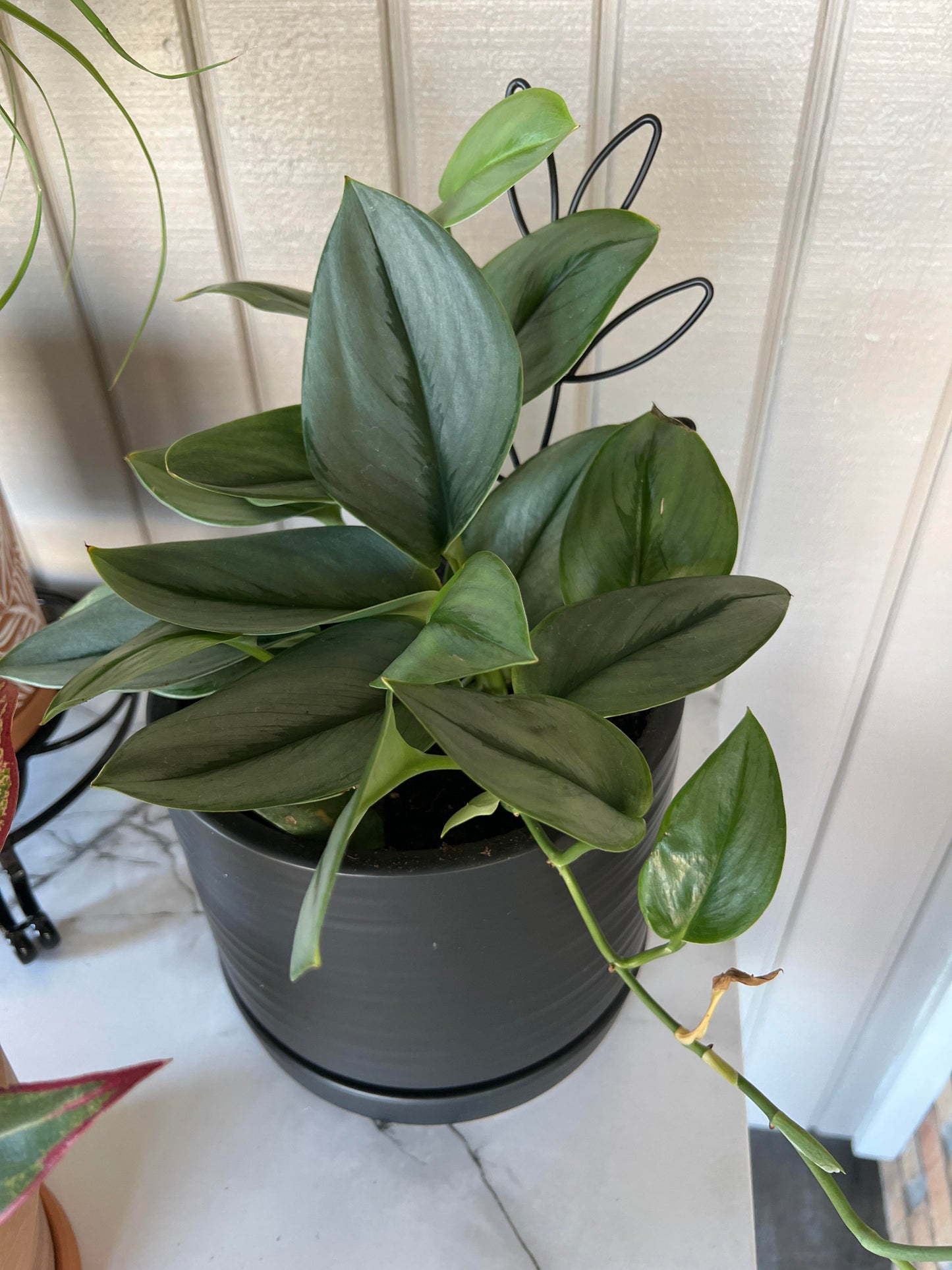 Buy Moonlight Silver Satin Pothos (Scindapsus pictus) – Low Light, Trailing Plant Cuttings Or Rooted Starter