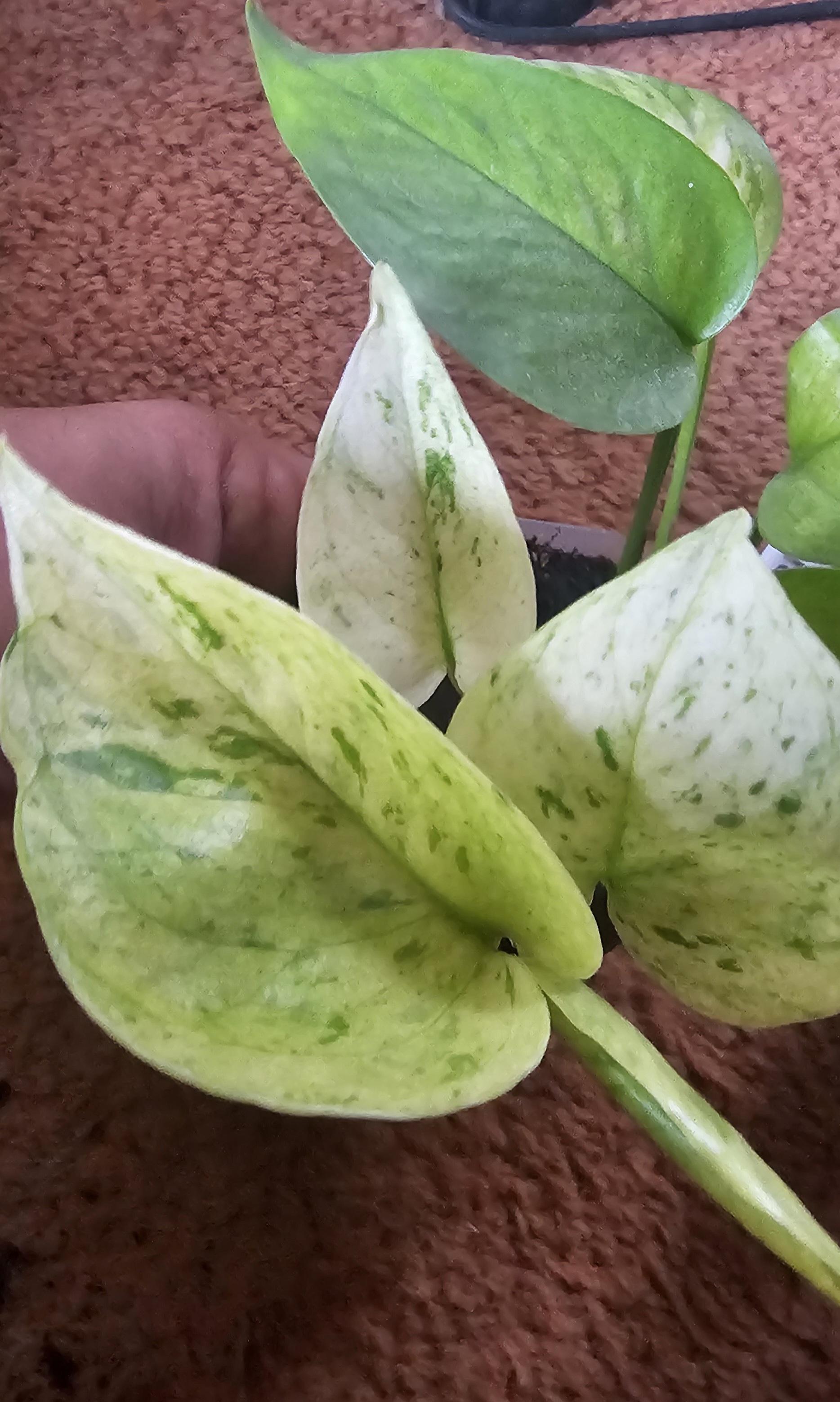 jessenia pothos for sale Jessenia Pothos Plant Node Cuttings RARE Houseplant Jessenia Pothos Co – Rooting 4 Joy