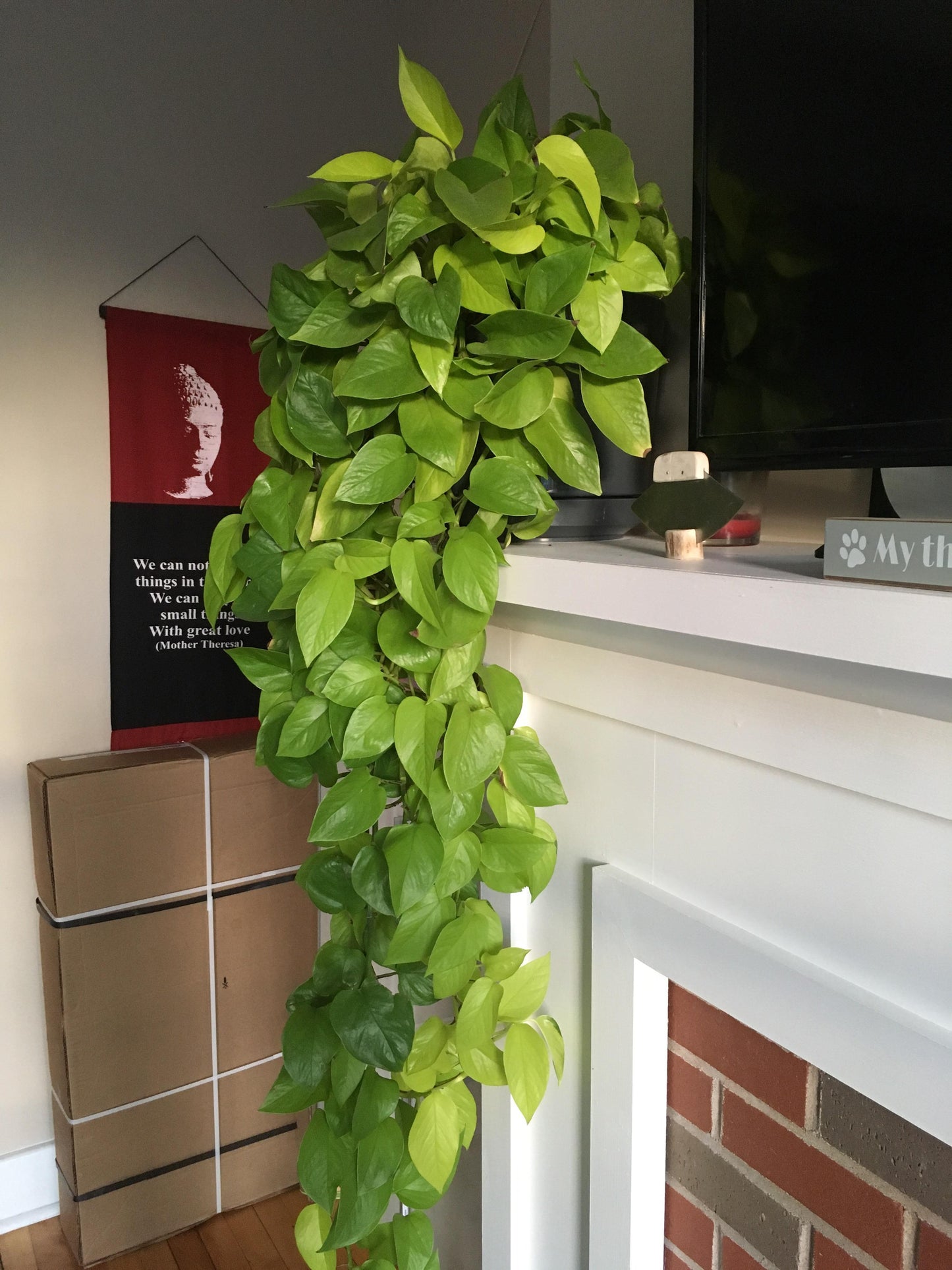 Neon Pothos Epipremnum aureum 'Neon' Bright Yellow Plant Cuttings or Rooted Starter Houseplant