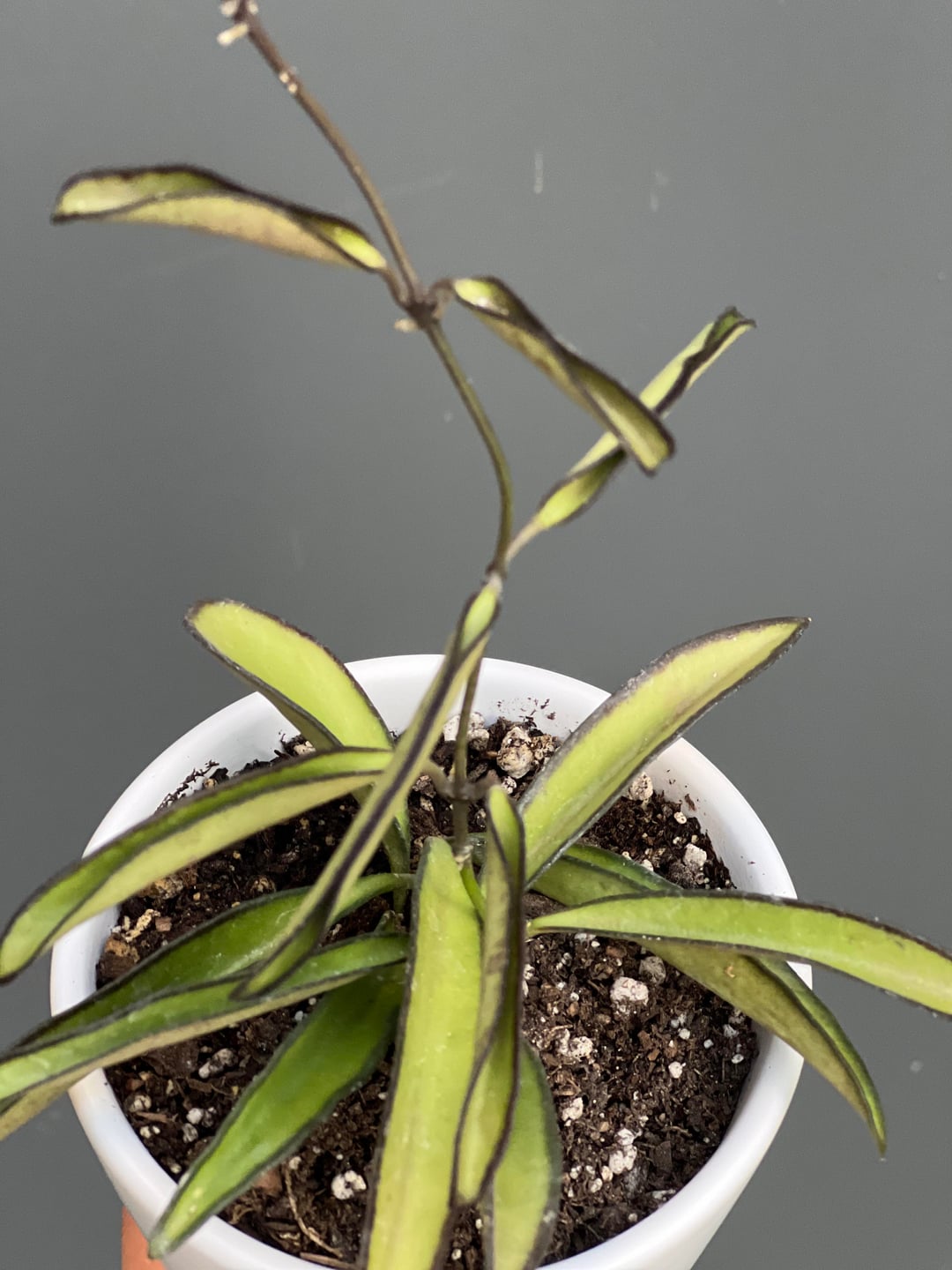 Rare Hoya Wayetii Narrowleaf | Long Leaf Wax Plant | Easy Care Vine