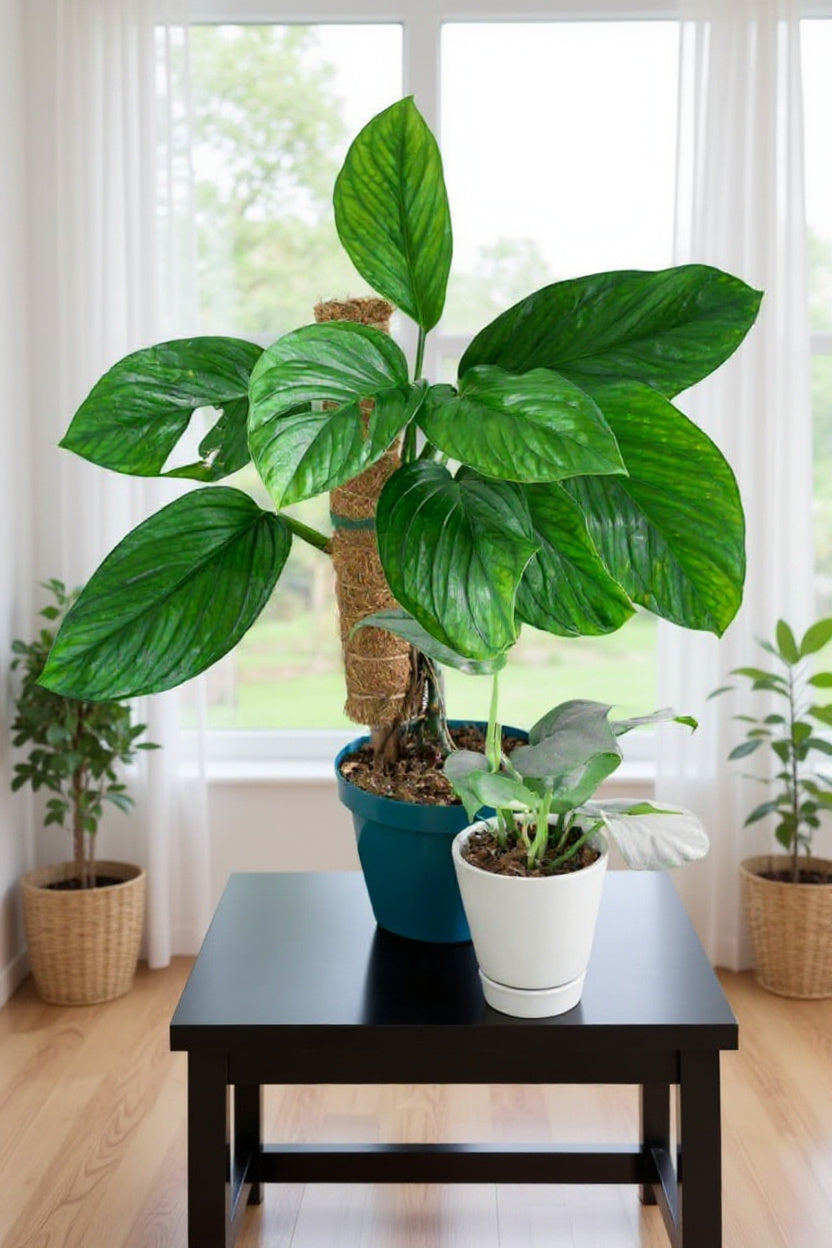 Monstera pinnatipartita – A Rare, Climbing Aroid with Deep Splits - Cuttings or Rooted Starter Plant