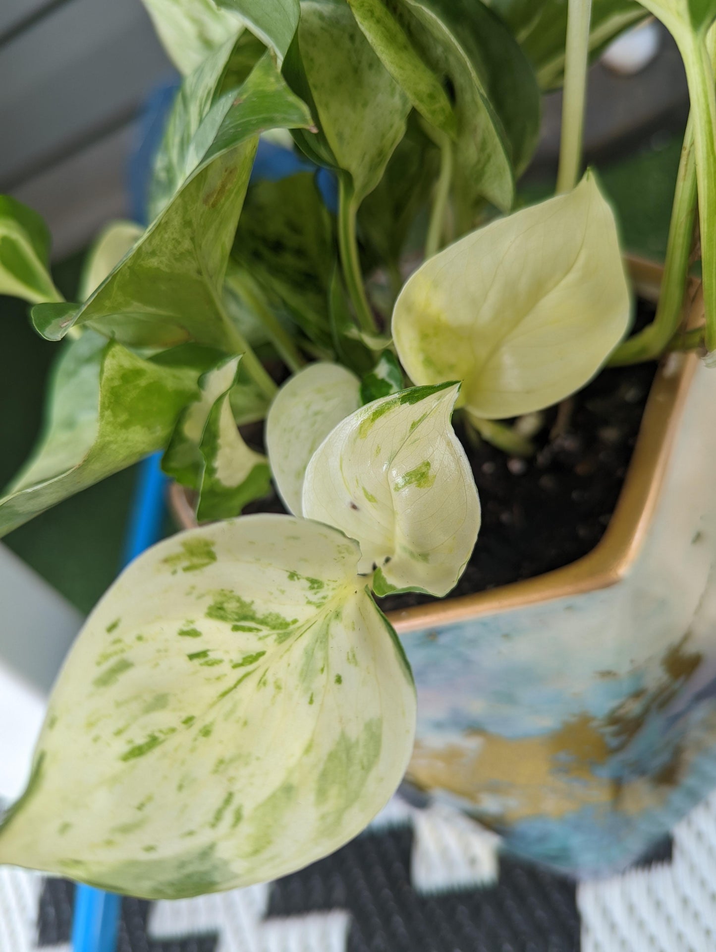 Harlequin Pothos Plant Node Cuttings Rare White Pothos Harlequin