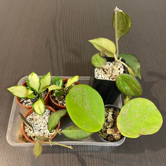 Pet Friendly Box Surprise Plant Box Cutting Clipping Leaf Common/Popular or Rare/Uncommon