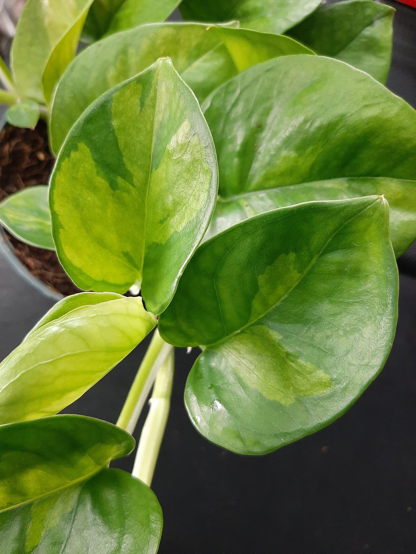 Global Green Pothos Plant Node Cuttings, Houseplant Cuttings, Global Green Pothos Collectors , Plant Cutting