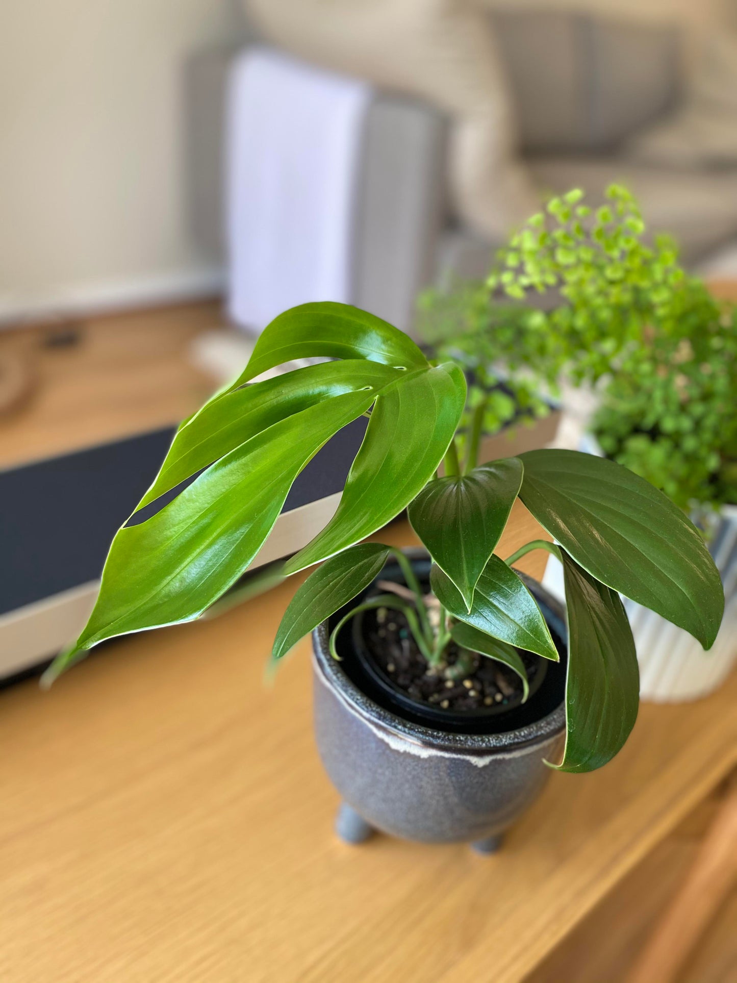 Rare Pothos Plant Starters Collectors Plants Uncommon/Rare Pothos Plants Cuttings Albo Pothos Dragon Key Sleeping