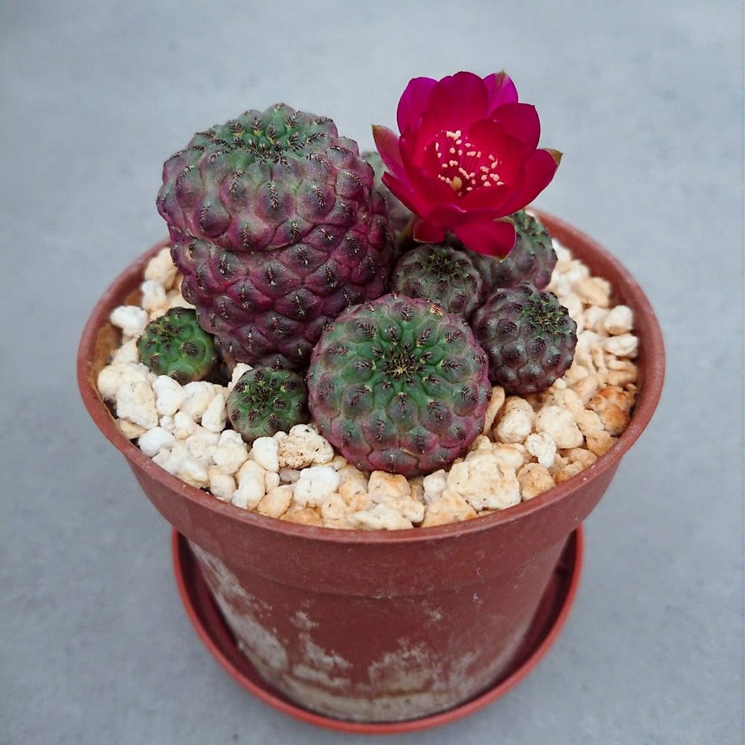 Rare Sulcorebutia rauschii | Purple Gem Cactus | Easy Care Desert Plant