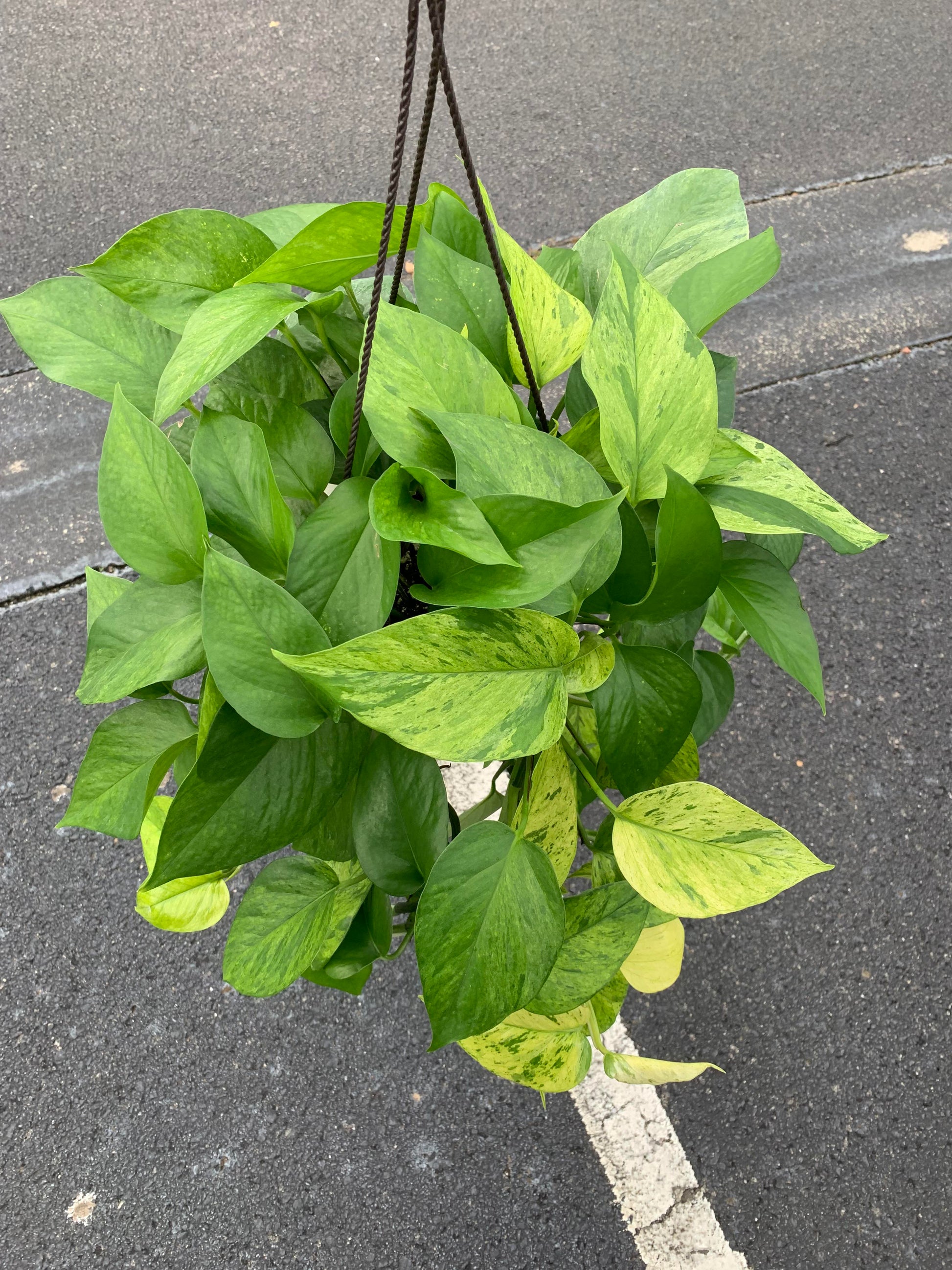 philodendron jessenia Jessenia Pothos Plant Node Cuttings RARE Houseplant Jessenia Pothos Co – Rooting 4 Joy