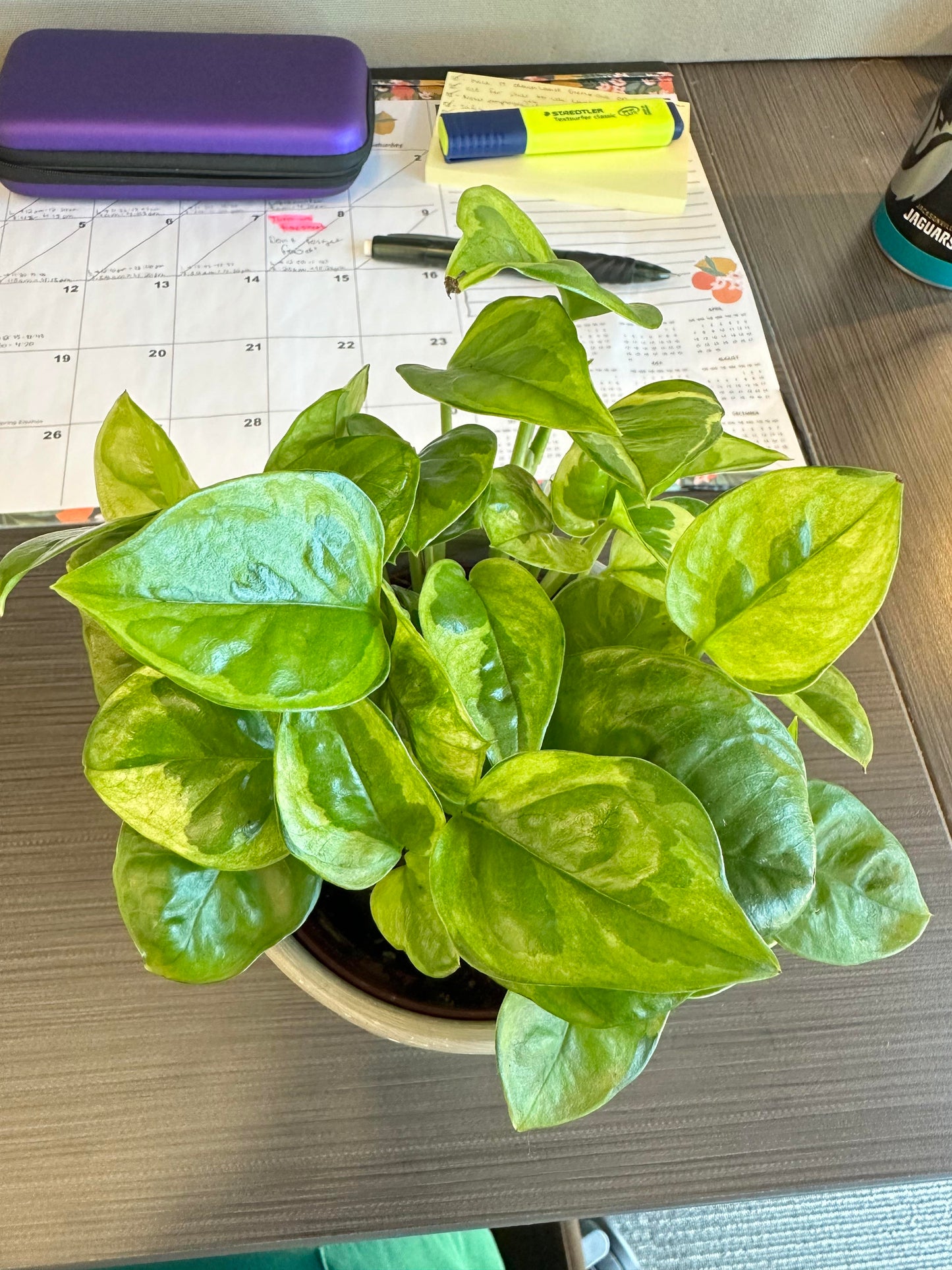 Emerald Pothos Plant Node Cuttings, Houseplant Cuttings, Emerald Pothos Collectors , Plant Cutting