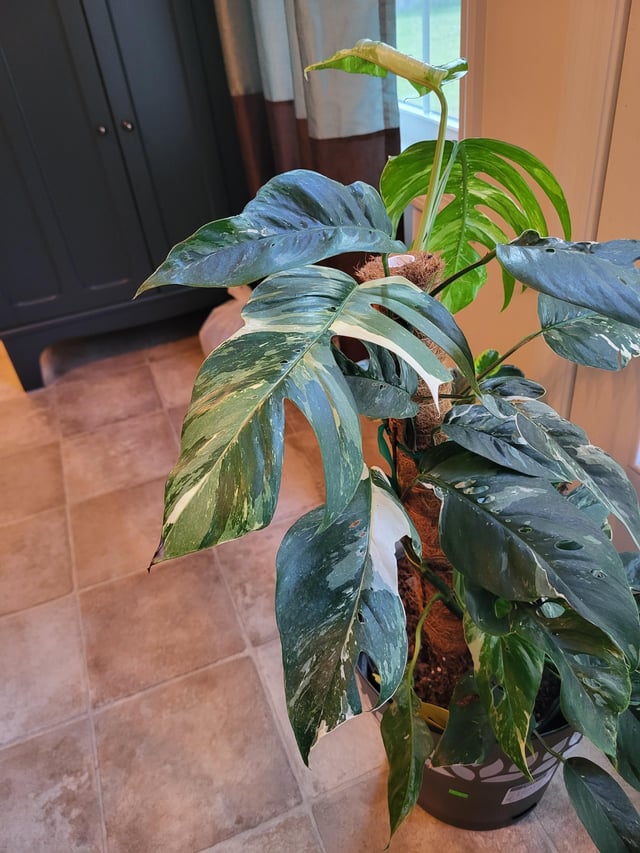 pothos epipremnum pinnatum albo variegata Albo Pothos Epipremnum pinnatum 'Variegata Pothos Cutting or Starter – Rooting 4 Joy
