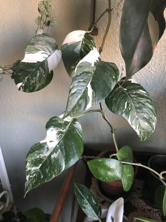 Albo Epipremnum pinnatum Variegata Pothos Plant Node Cuttings, Houseplant Cuttings,  Albo Pothos Collectors , Plant Cutting