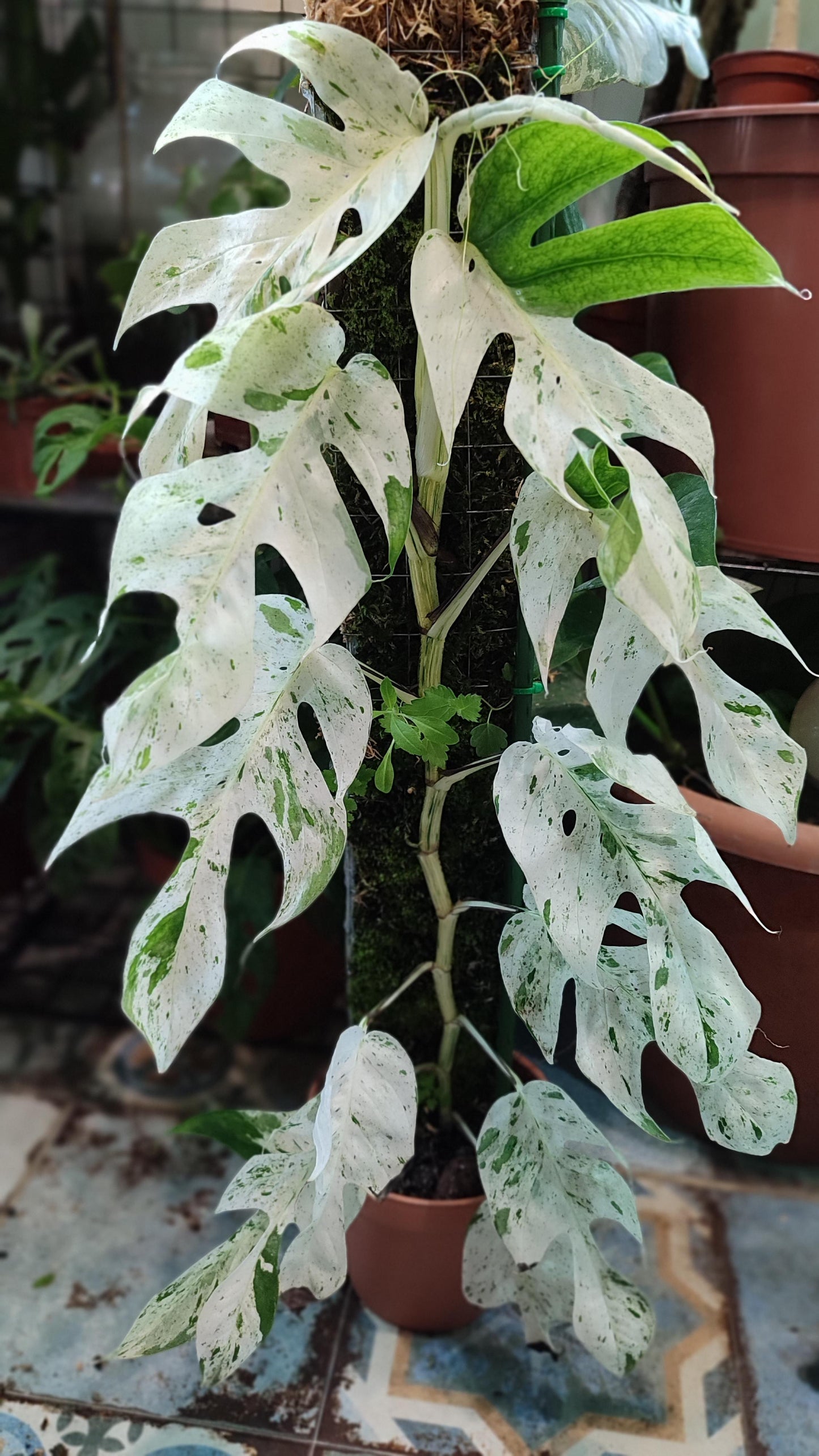 Epipremnum Pinnatum 'Marble' Rare Pothos Marble Cuttings or Starter Plant Really Nice Leafs