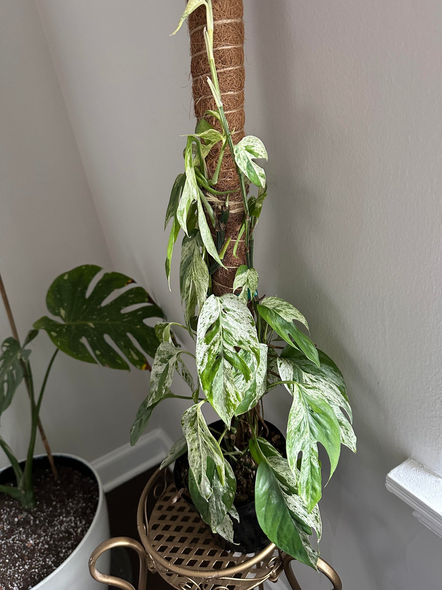 Epipremnum Pinnatum 'Marble' Rare Pothos Marble Cuttings or Starter Plant Really Nice Leafs