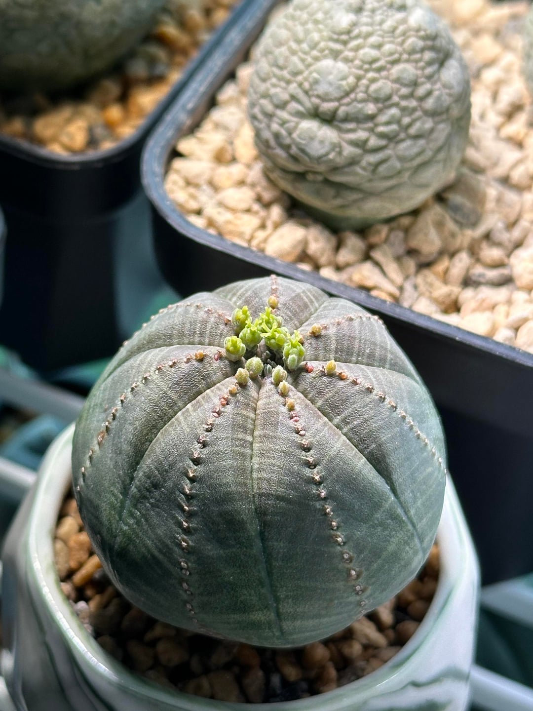 BASELBALL Cactus Euphorbia Obesa Super cool very round cactus about 2-3years old