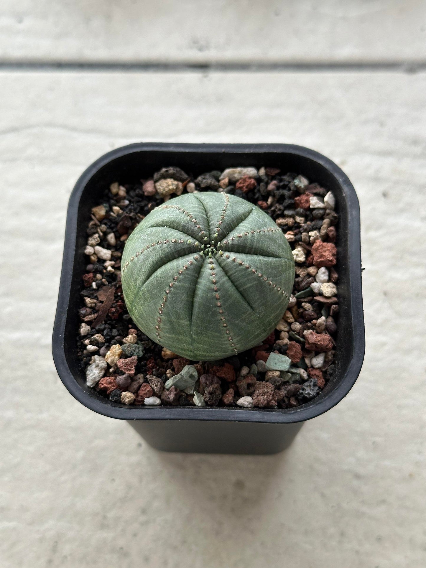 BASELBALL Cactus Euphorbia Obesa Super cool very round cactus about 2-3years old