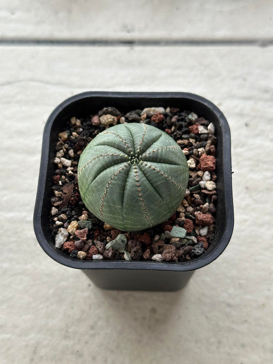 BASELBALL Cactus Euphorbia Obesa Super cool very round cactus about 2-3years old