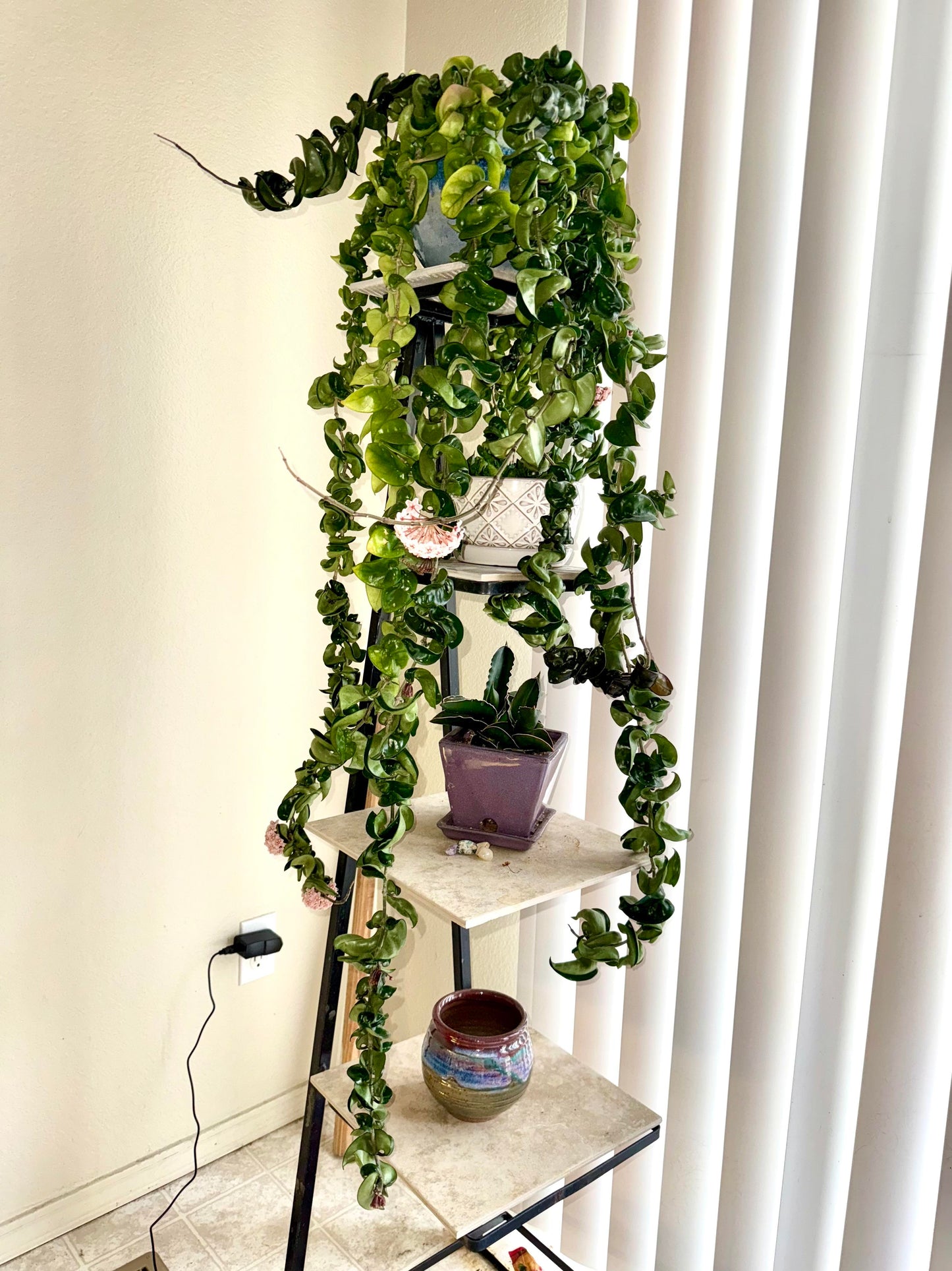 Hoya ROPE Hoya Carnosa ‘Compacta’ Hindu Rope Plant Indoor or Tropical Shade Plant Cuttings or Rooted