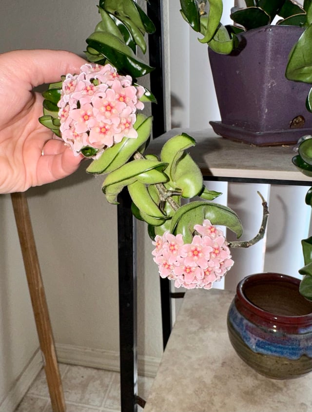 Hoya ROPE Hoya Carnosa ‘Compacta’ Hindu Rope Plant Indoor or Tropical Shade Plant Cuttings or Rooted