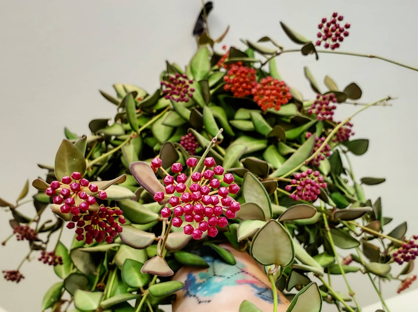 Hoya sp. aff. Burtoniae Care & Guide: Rare Velvet-Leaf Hoya with Fragrant Blooms