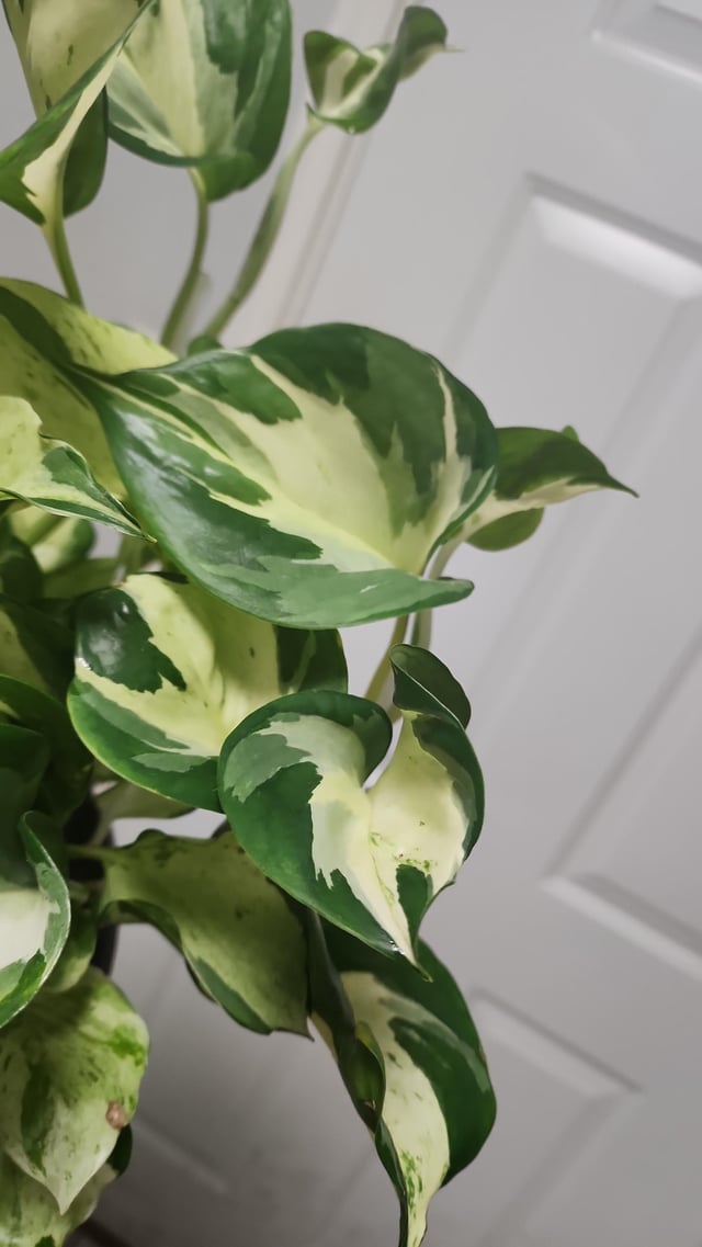 Manjula Pothos Plant Best White Variegated Pothos Plants Best Rare Pathos Plant