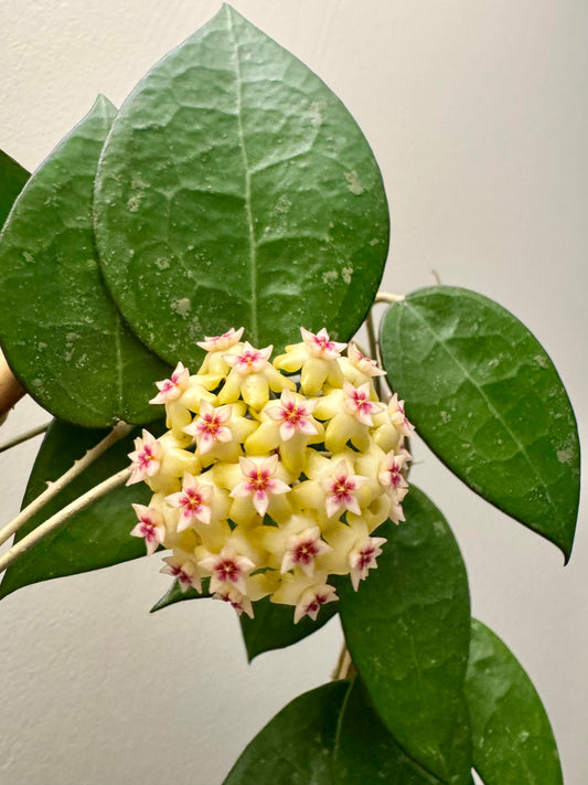Hoya Plant Cuttings Pick Which you want common & Rare Hoya leaf node plants
