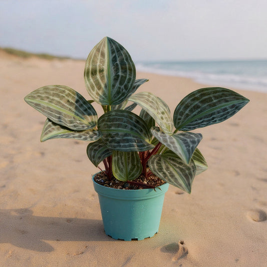 Geogenanthus poeppigii -Rare Beauty: Cuttings & Rooted Starter Creeping Inch Plant