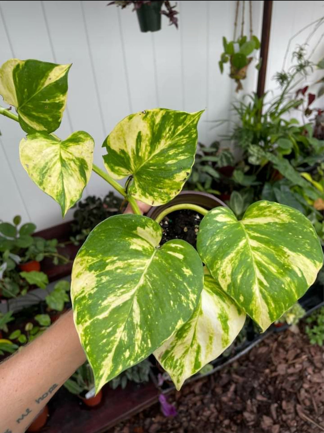 Hawaiian Pothos Plant Node Cuttings, Houseplant Cuttings, Hawaiian Pothos Collectors , Large Plant Grower