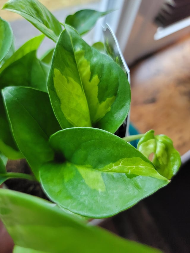 Emerald Pothos Plant Node Cuttings, Houseplant Cuttings, Emerald Pothos Collectors , Plant Cutting