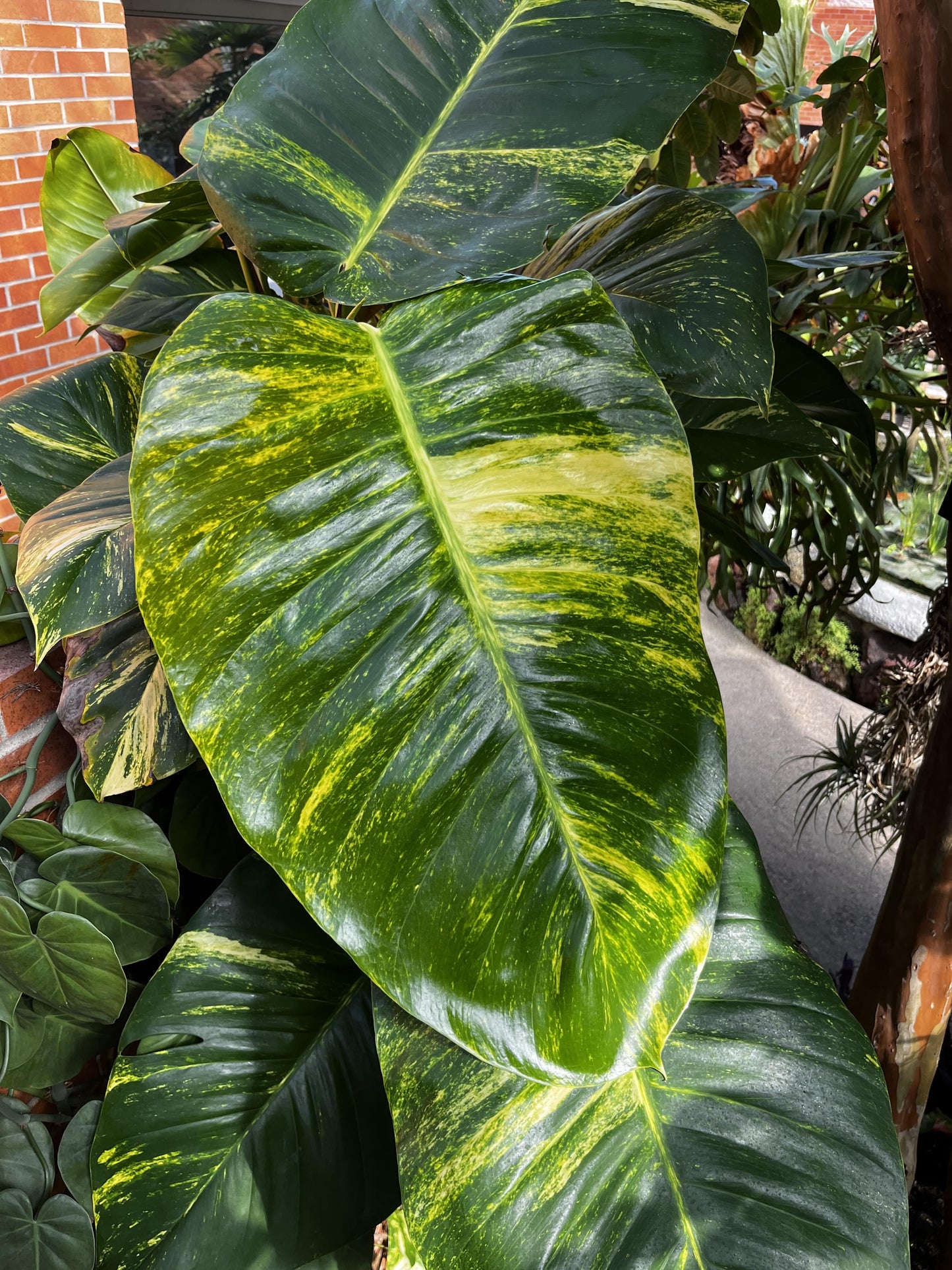 Hawaiian Pothos Plant Node Cuttings, Houseplant Cuttings, Hawaiian Pothos Collectors , Large Plant Grower