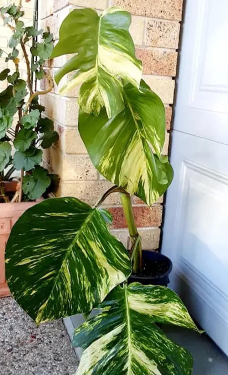 Hawaiian Pothos Plant Node Cuttings, Houseplant Cuttings, Hawaiian Pothos Collectors , Large Plant Grower