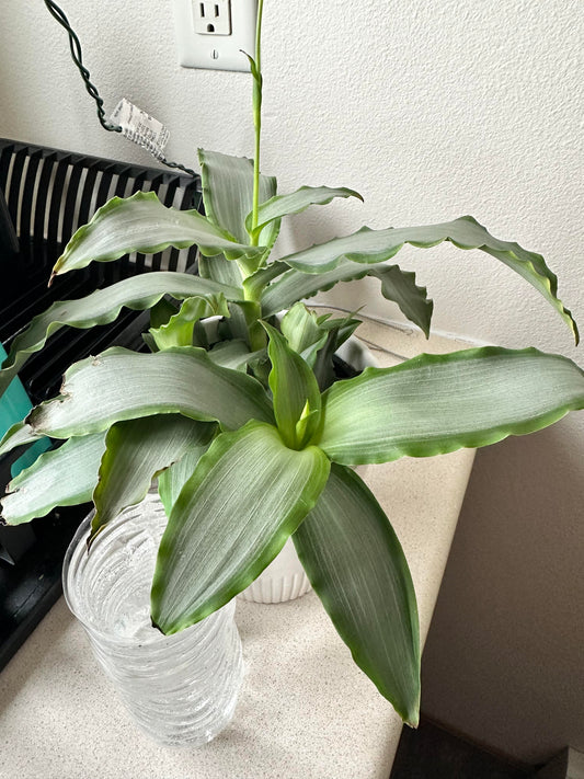 Murdannia loriformis Bright Star Creeping Inch Plant Jewel Cuttings or Rooted Stem Starters