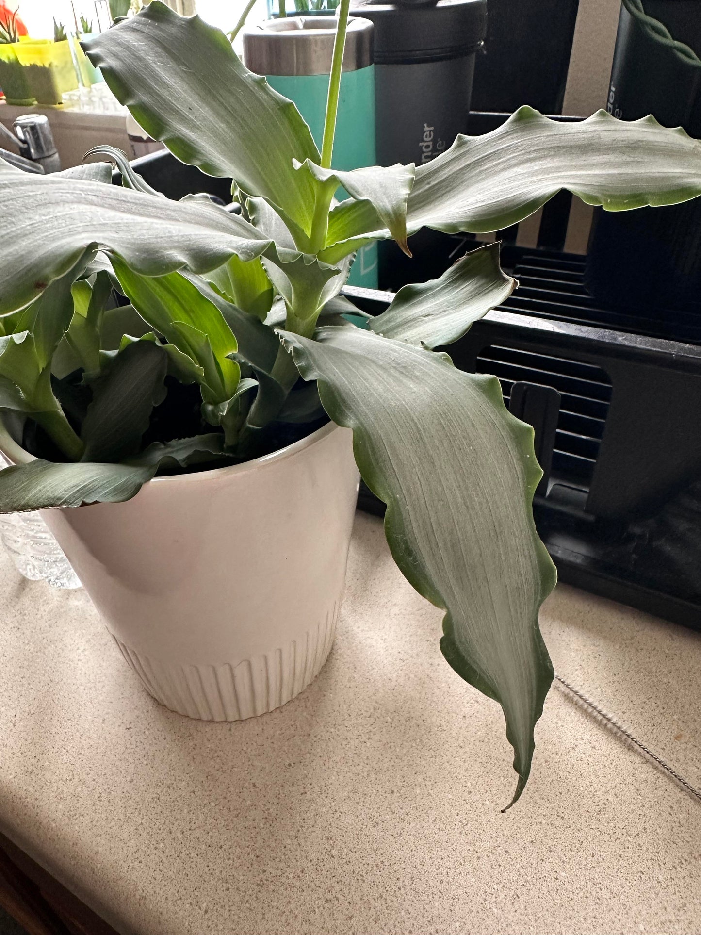 Murdannia loriformis Bright Star Creeping Inch Plant Jewel Cuttings or Rooted Stem Starters