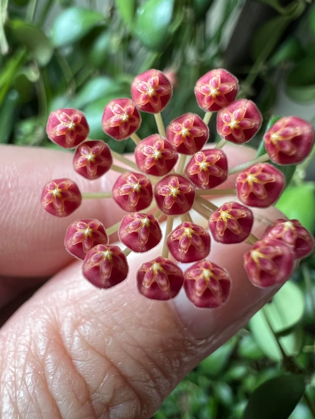 Hoya sp. aff. Burtoniae Care & Guide: Rare Velvet-Leaf Hoya with Fragrant Blooms