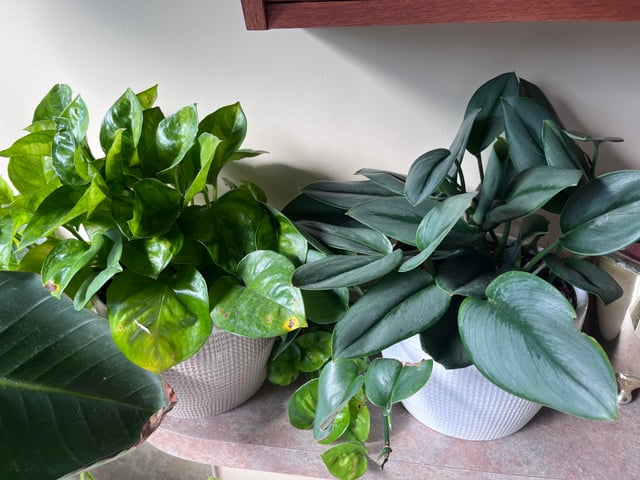 Buy Moonlight Silver Satin Pothos (Scindapsus pictus) – Low Light, Trailing Plant Cuttings Or Rooted Starter