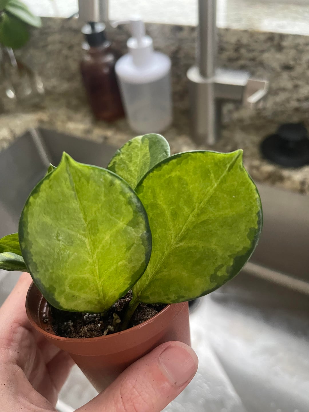 Hoya Lisa — The Painted Jewel of the Hoya World - Cuttings or Starter Hoya House Plant