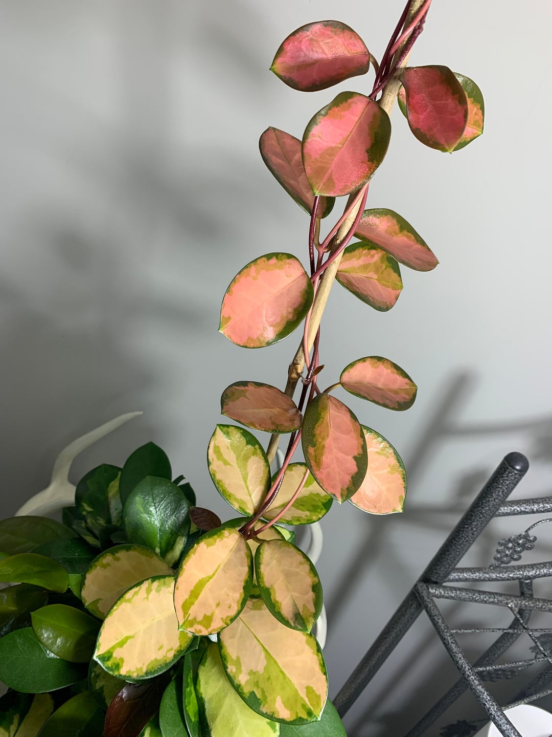 Hoya Lisa — The Painted Jewel of the Hoya World - Cuttings or Starter Hoya House Plant