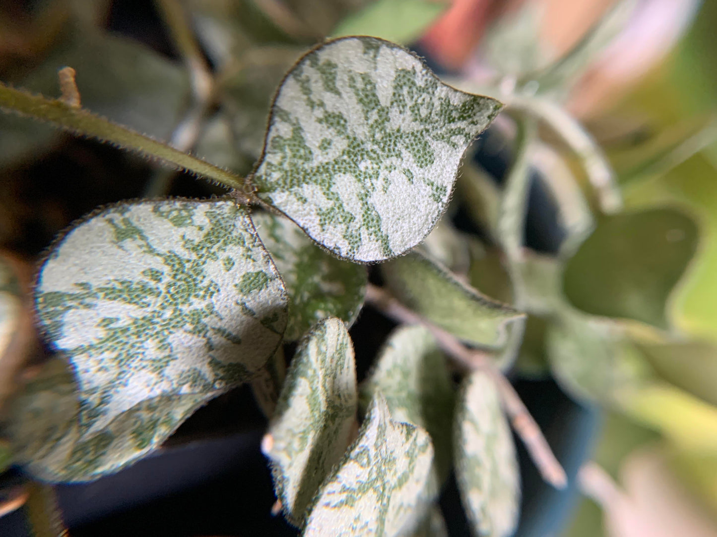 Hoya Plant Cuttings Pick Which you want common & Rare Hoya leaf node plants