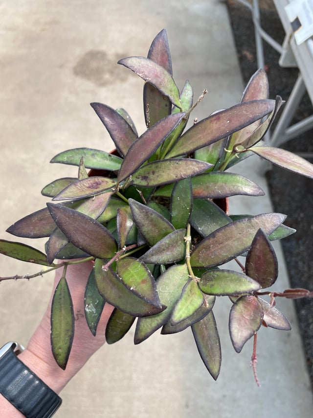 Hoya Plant Cuttings Pick Which you want common & Rare Hoya leaf node plants