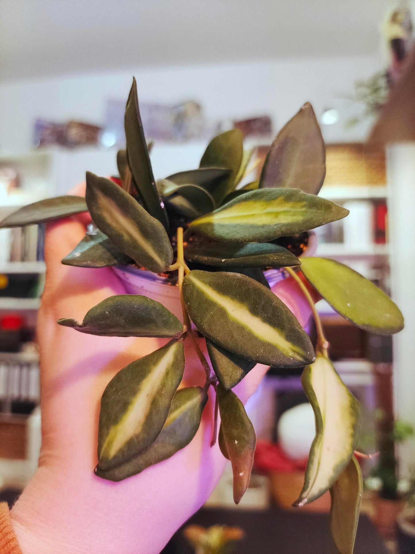 Buy Hoya DS-70 Variegated – Rare Fuzzy Hoya with Creamy Variegation