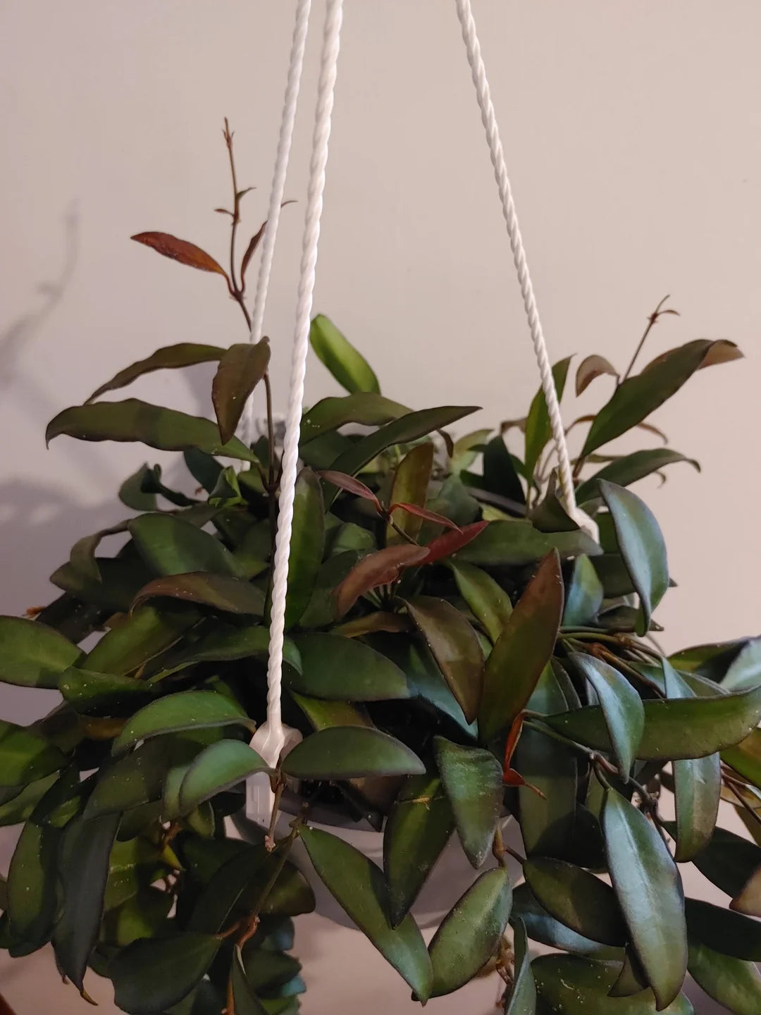 Hoya Rosita – Rare Hybrid Hoya with Red-Tinted Leaves & Sweet Fragrant Blooms