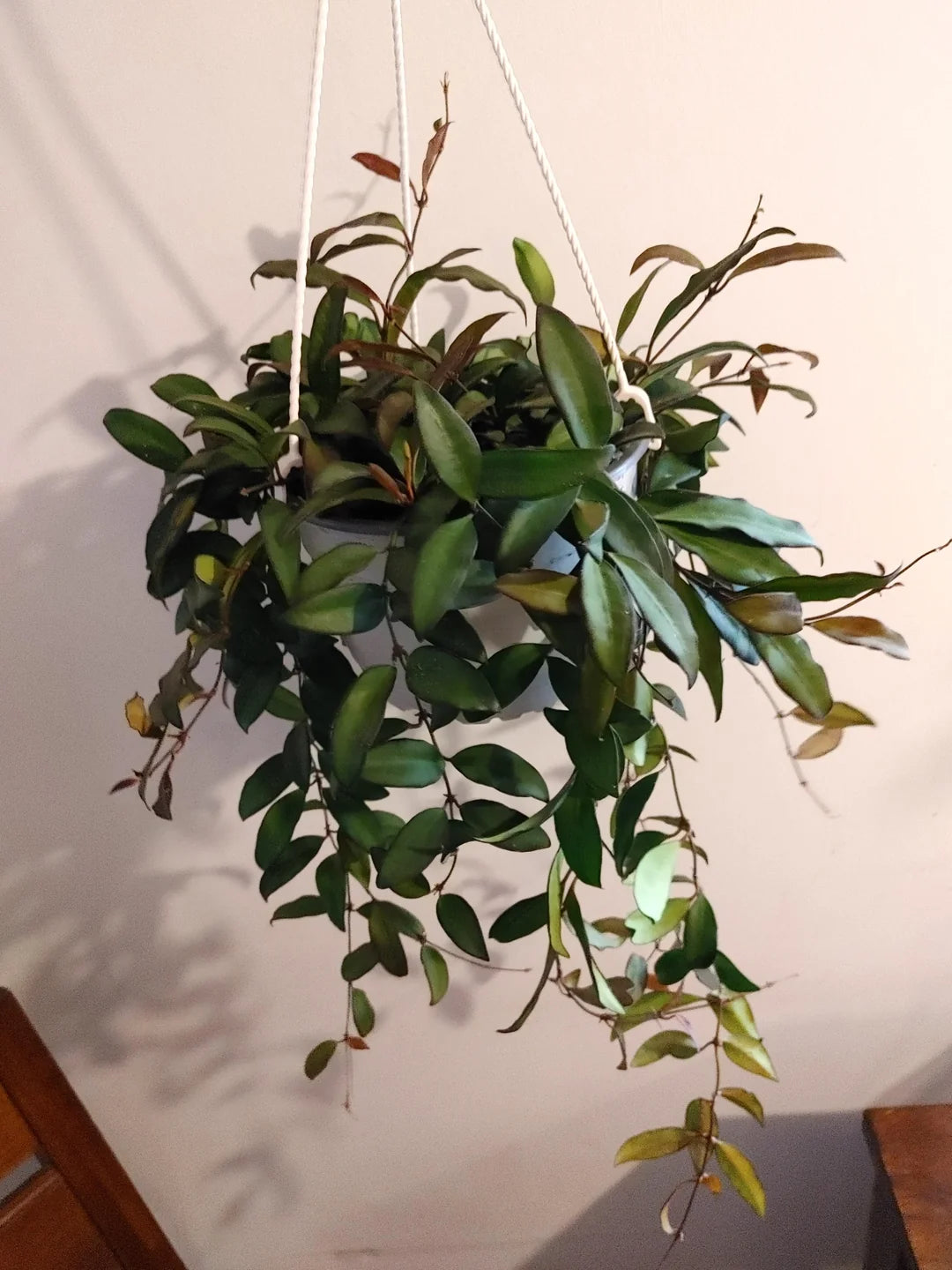 Hoya Rosita – Rare Hybrid Hoya with Red-Tinted Leaves & Sweet Fragrant Blooms