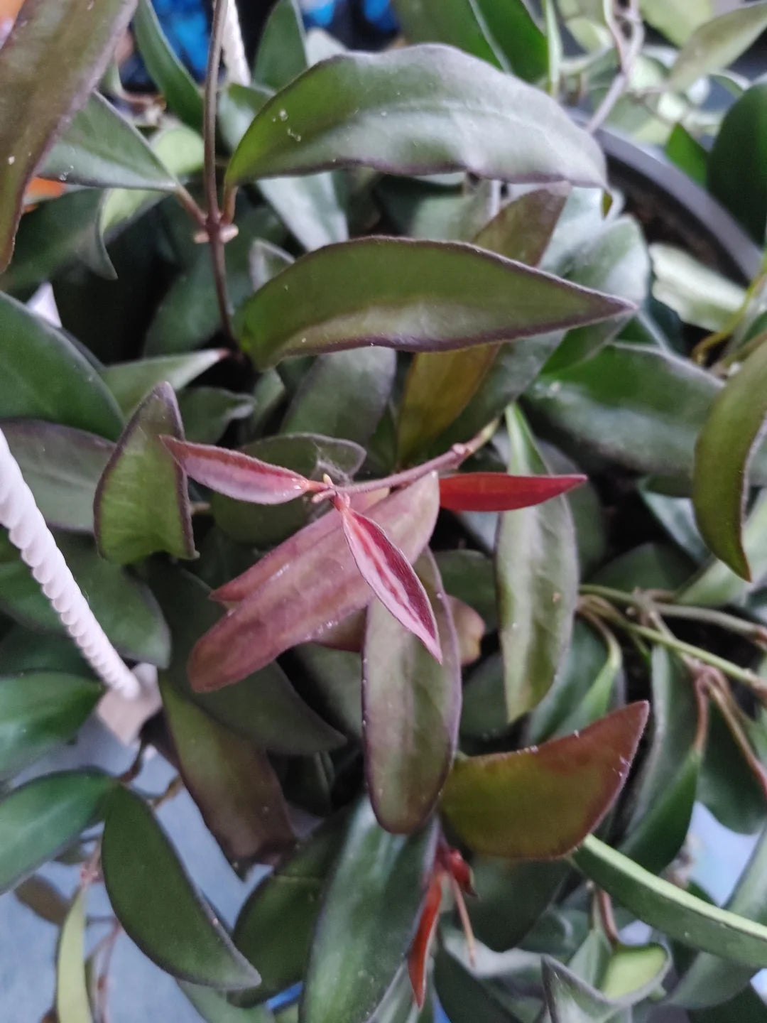 Hoya Rosita – Rare Hybrid Hoya with Red-Tinted Leaves & Sweet Fragrant Blooms
