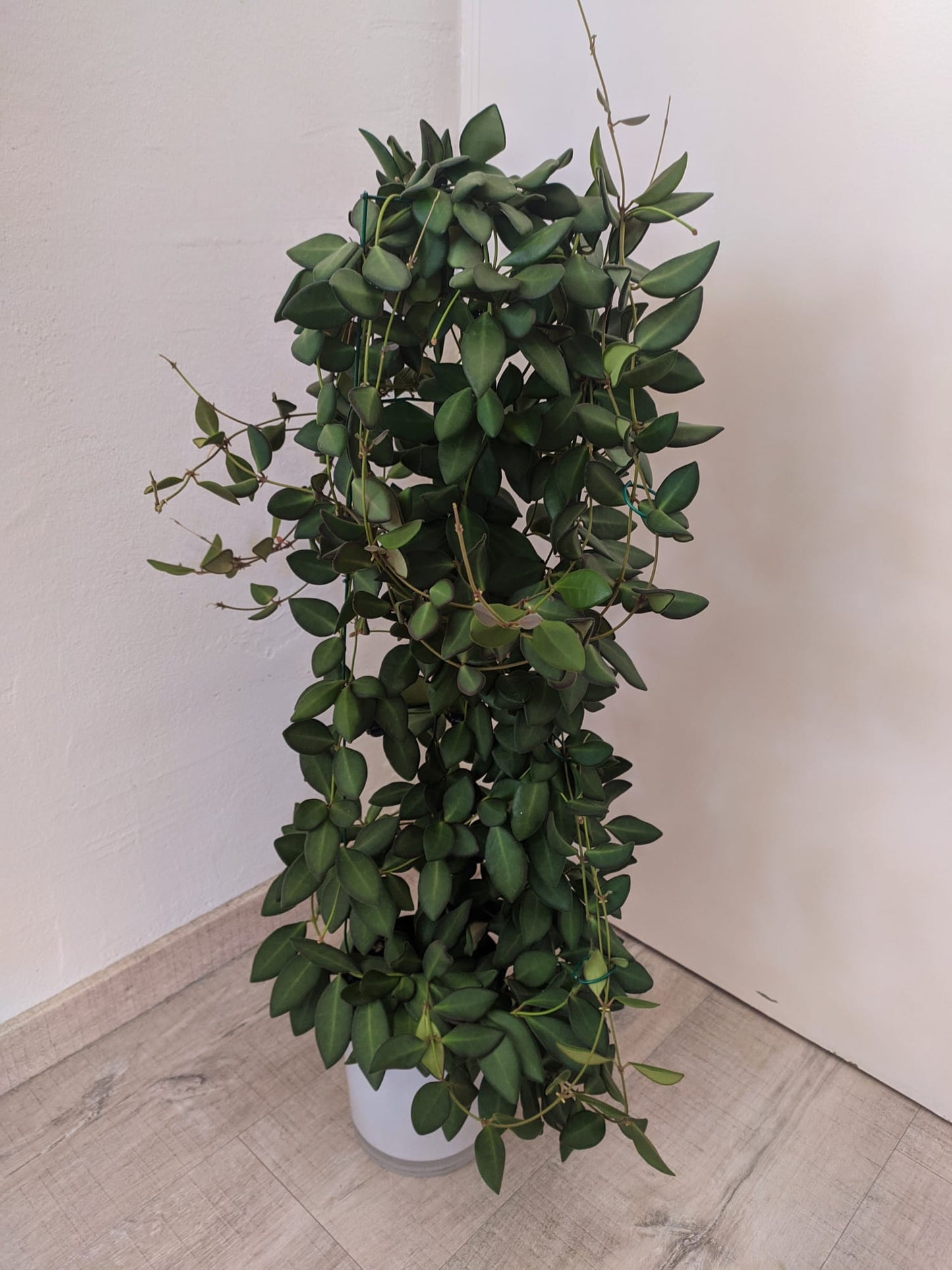 Hoya sp. aff. Burtoniae Care & Guide: Rare Velvet-Leaf Hoya with Fragrant Blooms