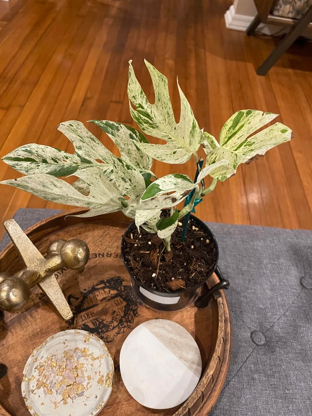 Marble KING Epi Pin Epipremnum Pinnatum 'Marble' Rare Pothos Marble Cuttings or Starter