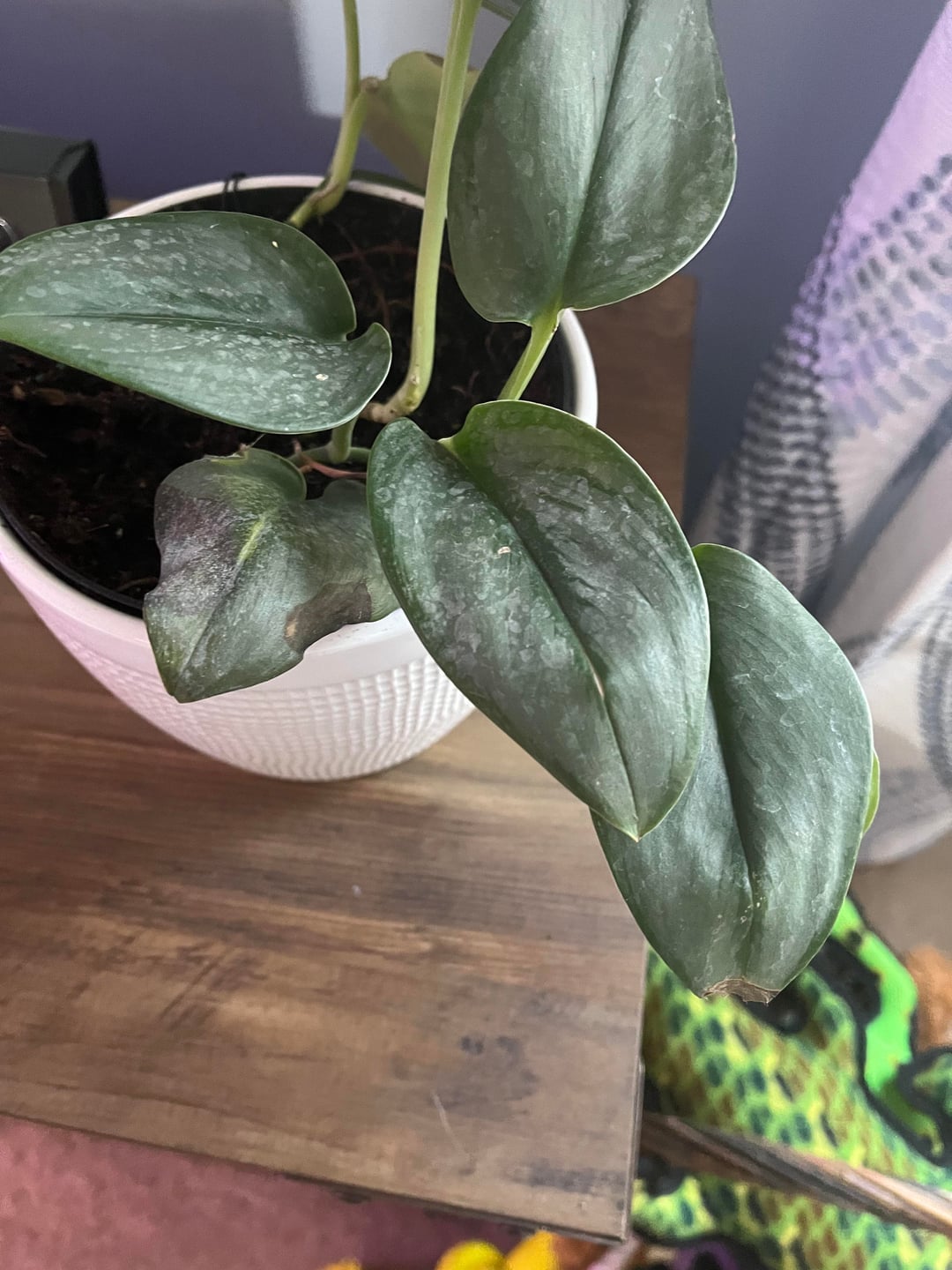 Buy Moonlight Silver Satin Pothos (Scindapsus pictus) – Low Light, Trailing Plant Cuttings Or Rooted Starter