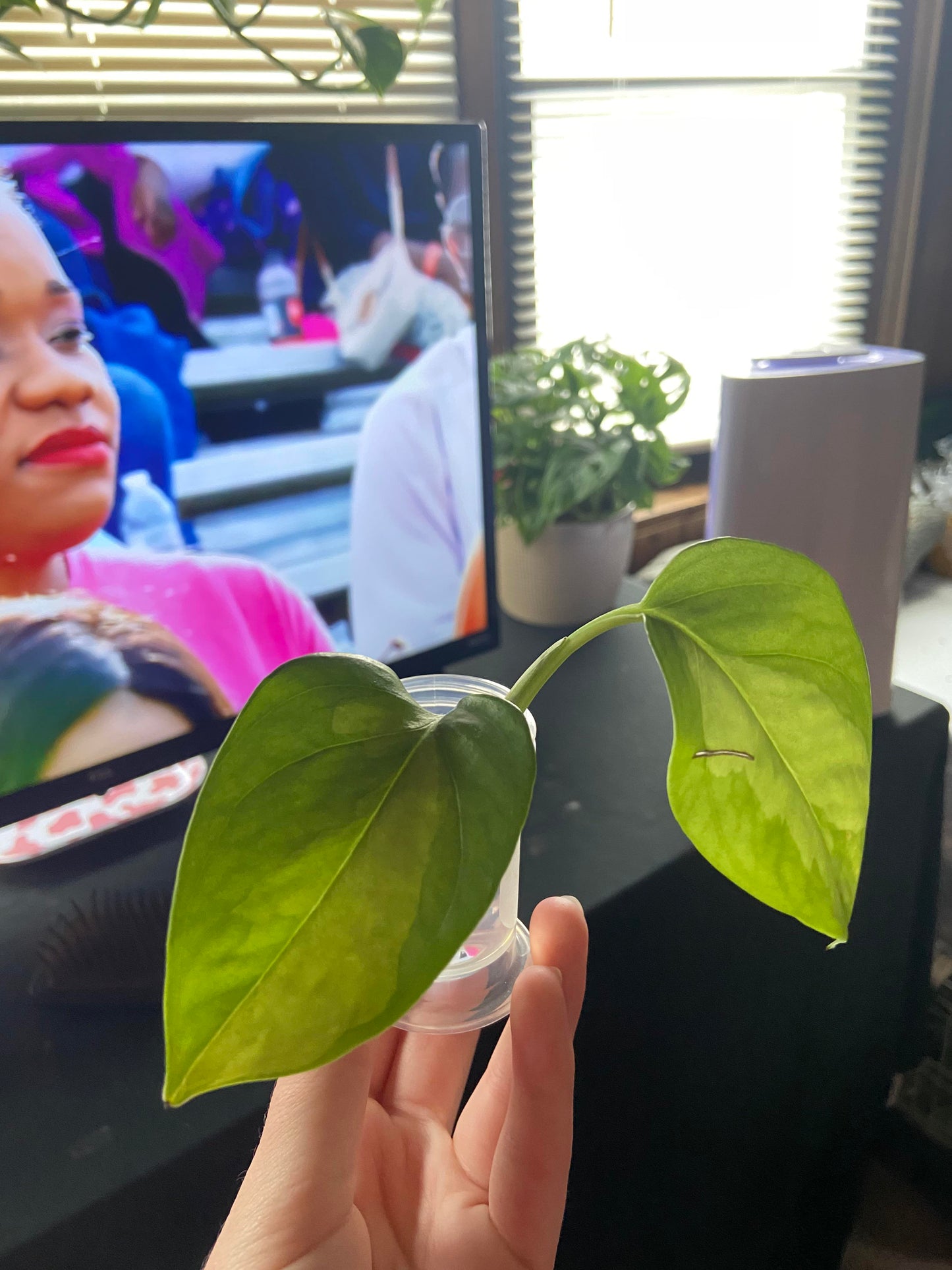 Global Green Pothos Plant Node Cuttings, Houseplant Cuttings, Global Green Pothos Collectors , Plant Cutting