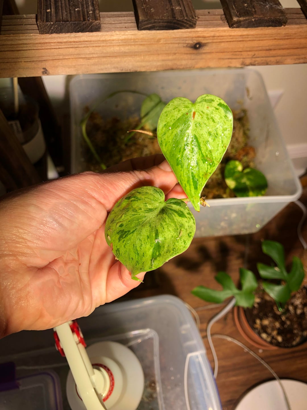 Exotic Variegated Philodendron – Rare Collector’s Vine for Home Decor - Cuttings or Rooted Starters