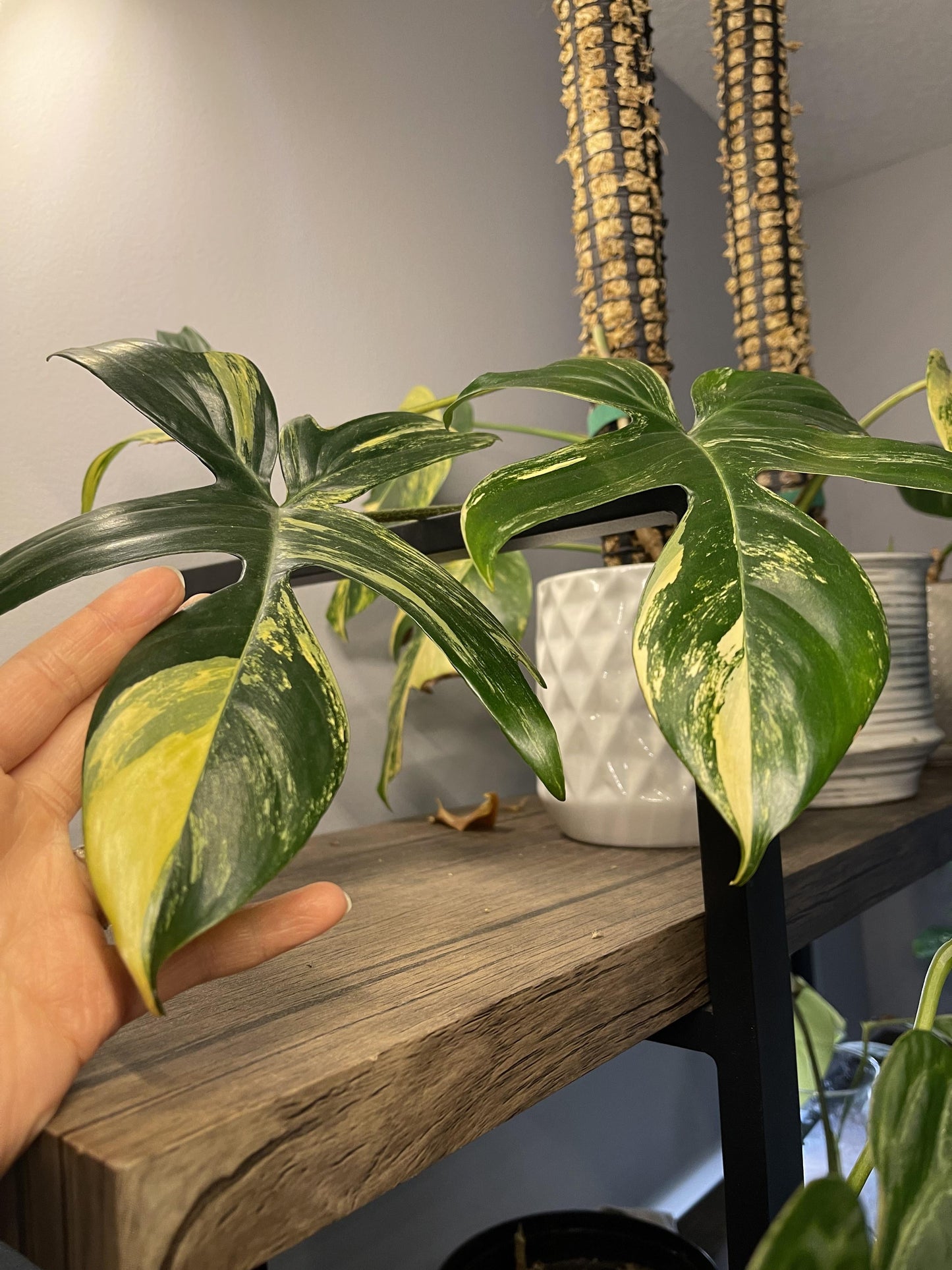 Philodendron Florida Beauty Variegated, Rare Philo Plant Cutting or Starter Rooted  Collectors Plant Indoor House Plant