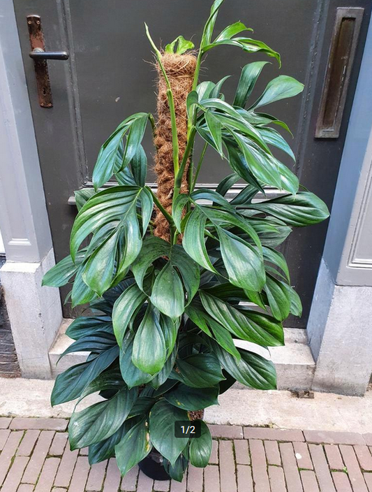 Monstera pinnatipartita – A Rare, Climbing Aroid with Deep Splits - Cuttings or Rooted Starter Plant