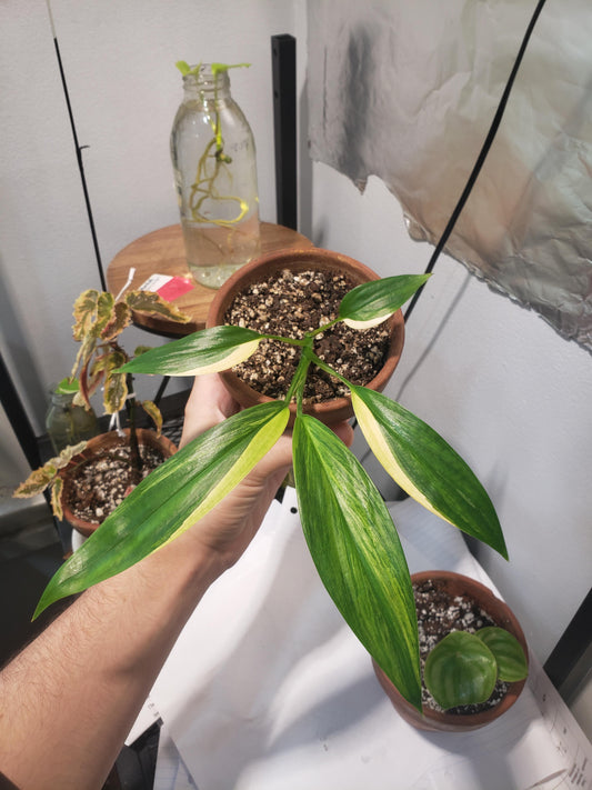 Rare Sliver Strip Variegated Epipremnum amplissimum 'Variegated' Cuttings Or Rooted Starter